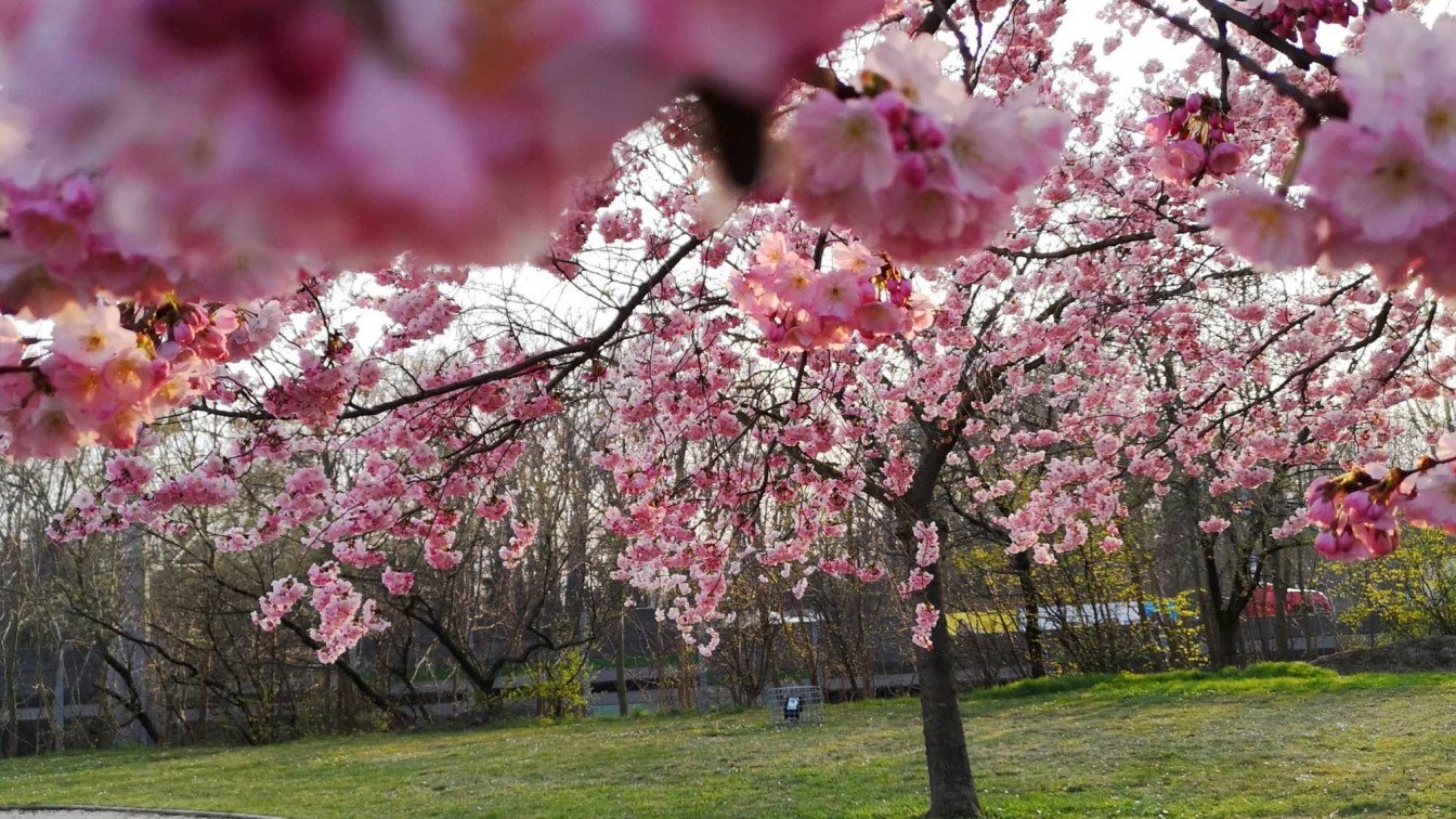 Frühling Allergiker