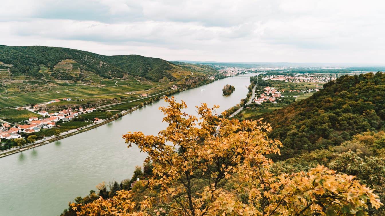 Blick auf die Donau in der Wachau von oben, im Vordergrund ein bunter Strauch, der auf goldenen Herbst hindeutet.