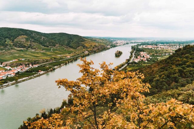 Blick auf die Donau in der Wachau von oben, im Vordergrund ein bunter Strauch, der auf goldenen Herbst hindeutet.