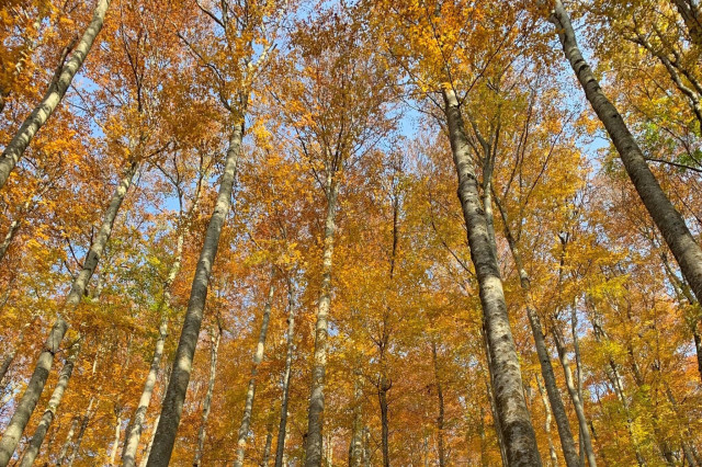 Herbstwald in Oberösterreich