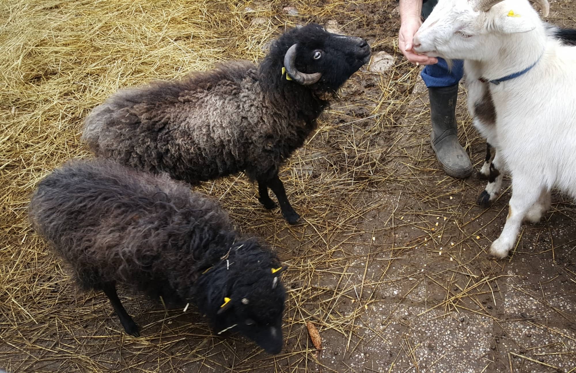Erlebnishof Simmering: Französische Zwergschafe