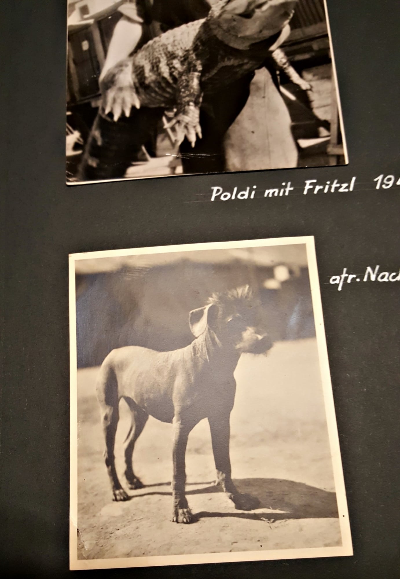 Wiener Prater: Tiergarten