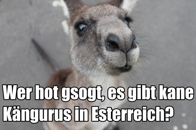 Instagram-Accounts Österreich