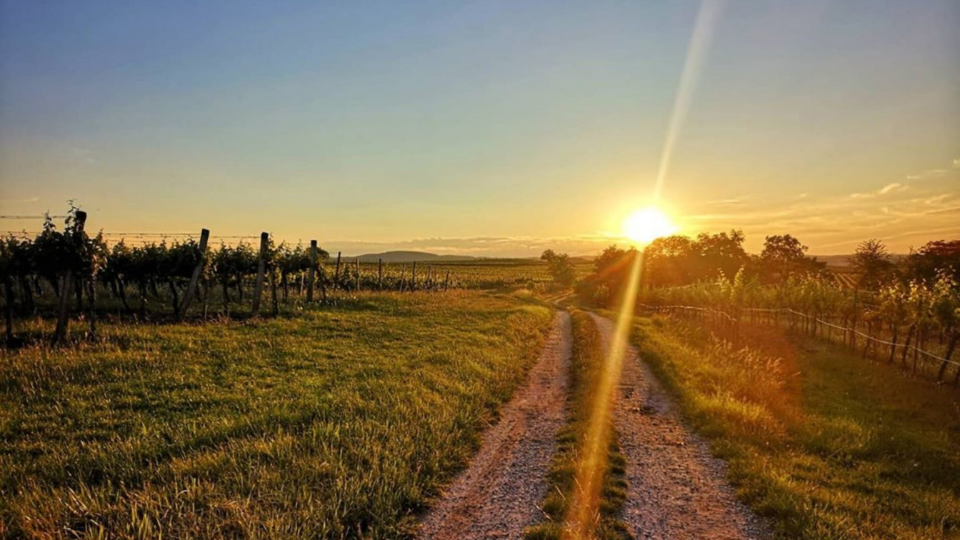 Sonnenuntergang über dem Weinweg Langenlois, im Vordergrund Weinregen, im Hintergrund geht die sonne unter