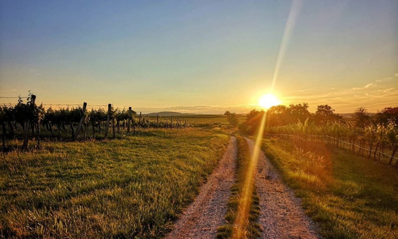 Sonnenuntergang über dem Weinweg Langenlois, im Vordergrund Weinregen, im Hintergrund geht die sonne unter