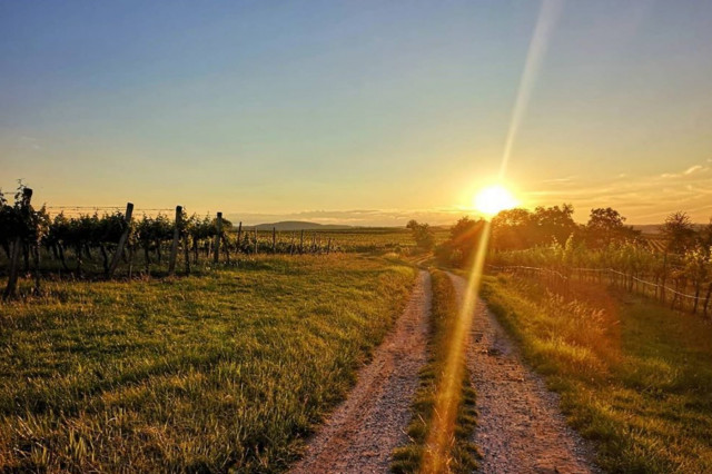 Sonnenuntergang über dem Weinweg Langenlois, im Vordergrund Weinregen, im Hintergrund geht die sonne unter