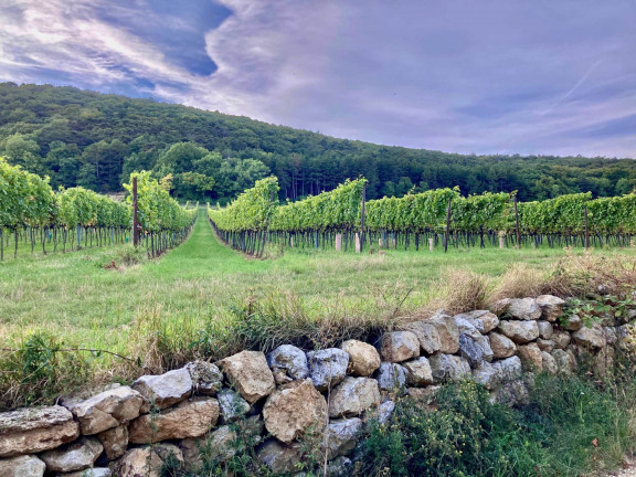 Weinwanderweg weinreben