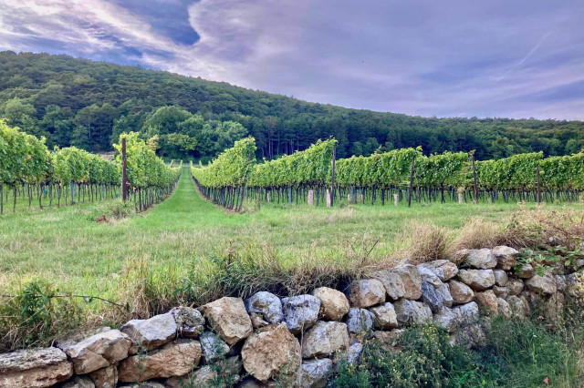 Weinwanderweg weinreben