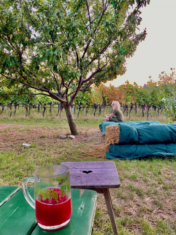 Ein Glas roter Sturm, das vor Weinreben in Gumpoldskirchen platziert ist. 