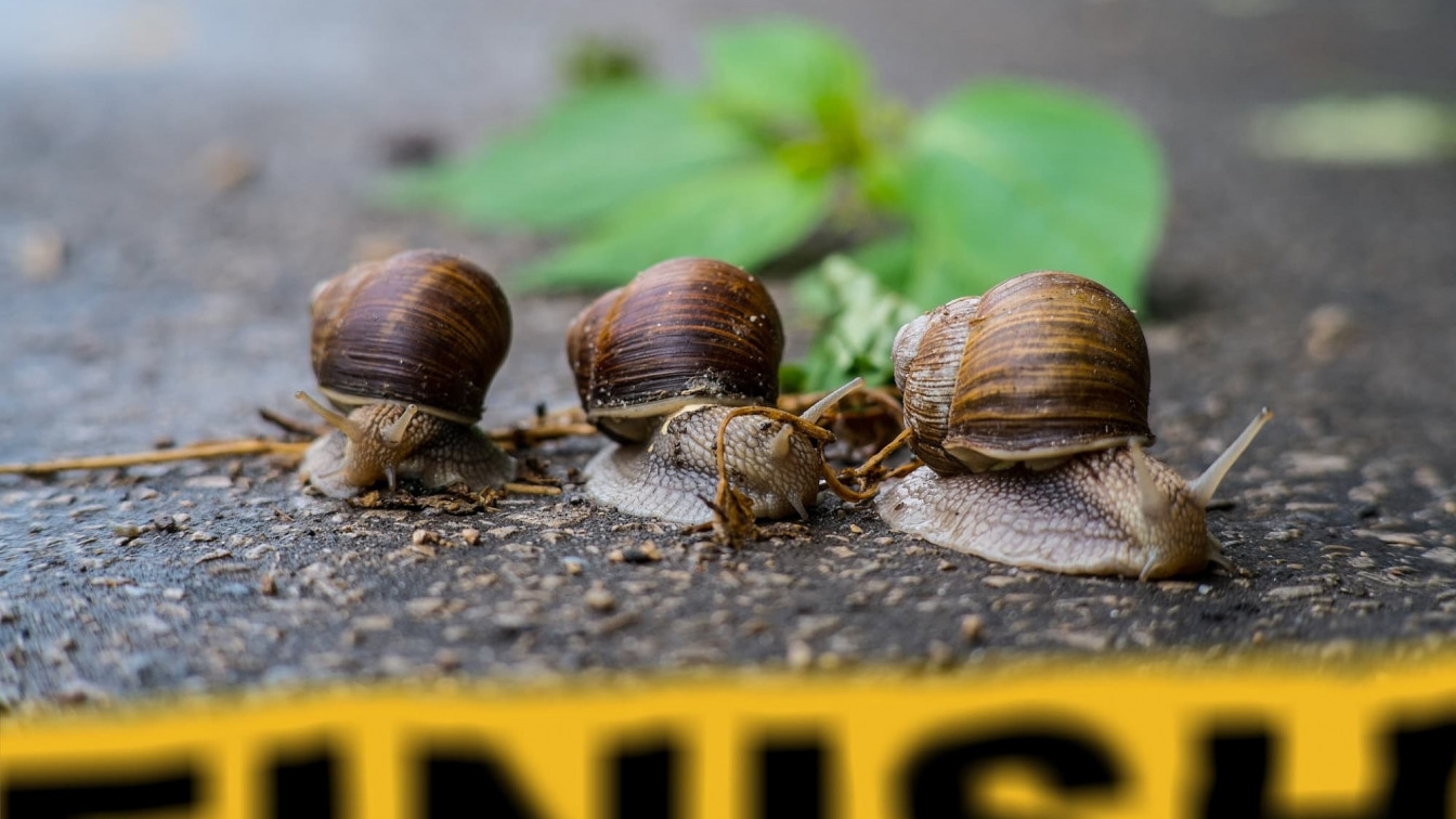 Wettkämpfe Österreich