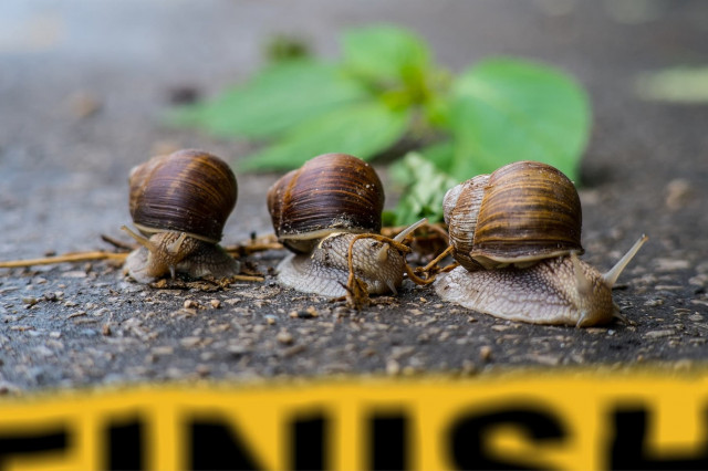 Wettkämpfe Österreich