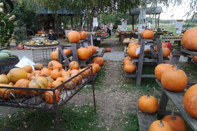 Kürbisranch Asperhofen