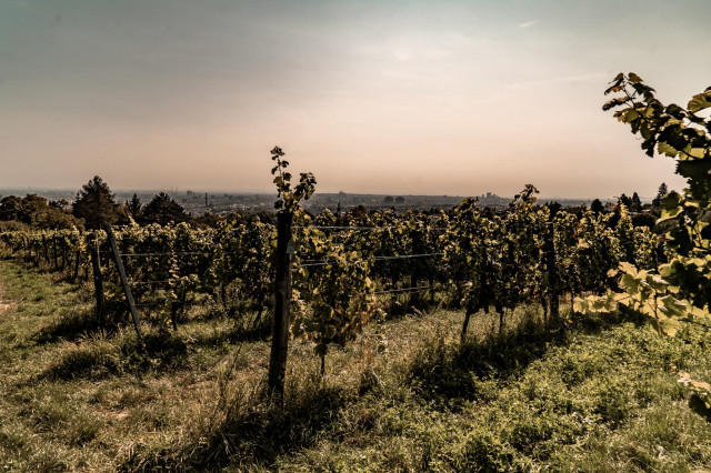 ANKER Grätzel Story