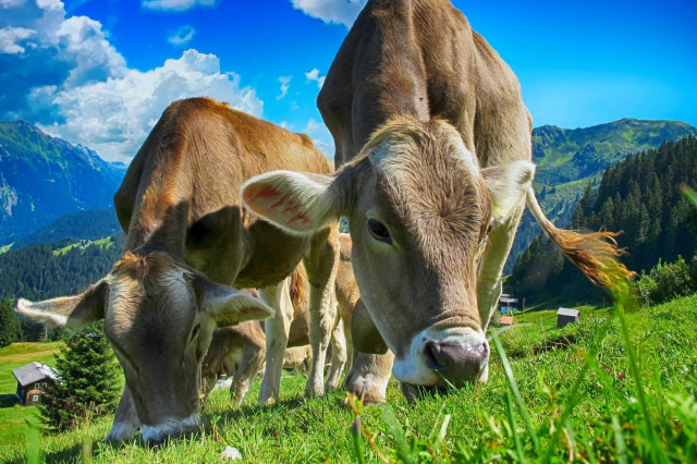 Kühe Lustige Geschichten Land