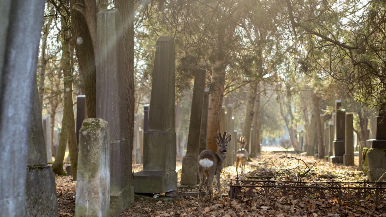 Rundumadum Weg Zentralfriedhof
