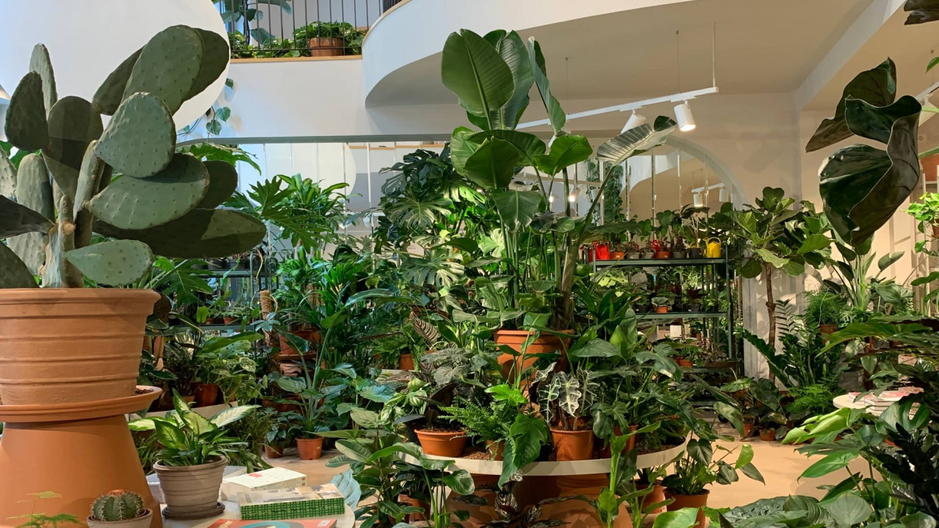 Pflanzen im Wiener Concept Store Calienna