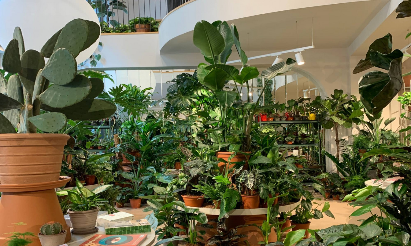 Pflanzen im Wiener Concept Store Calienna: Ein Blumengeschäft im 7. Bezirk