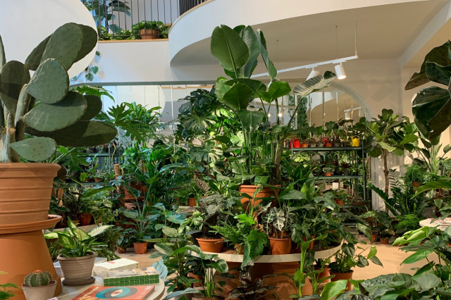 Pflanzen im Wiener Concept Store Calienna