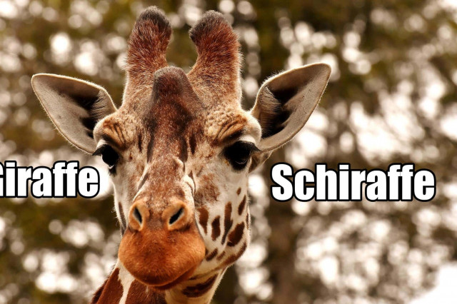 Giraffe Österreich nicht sagen