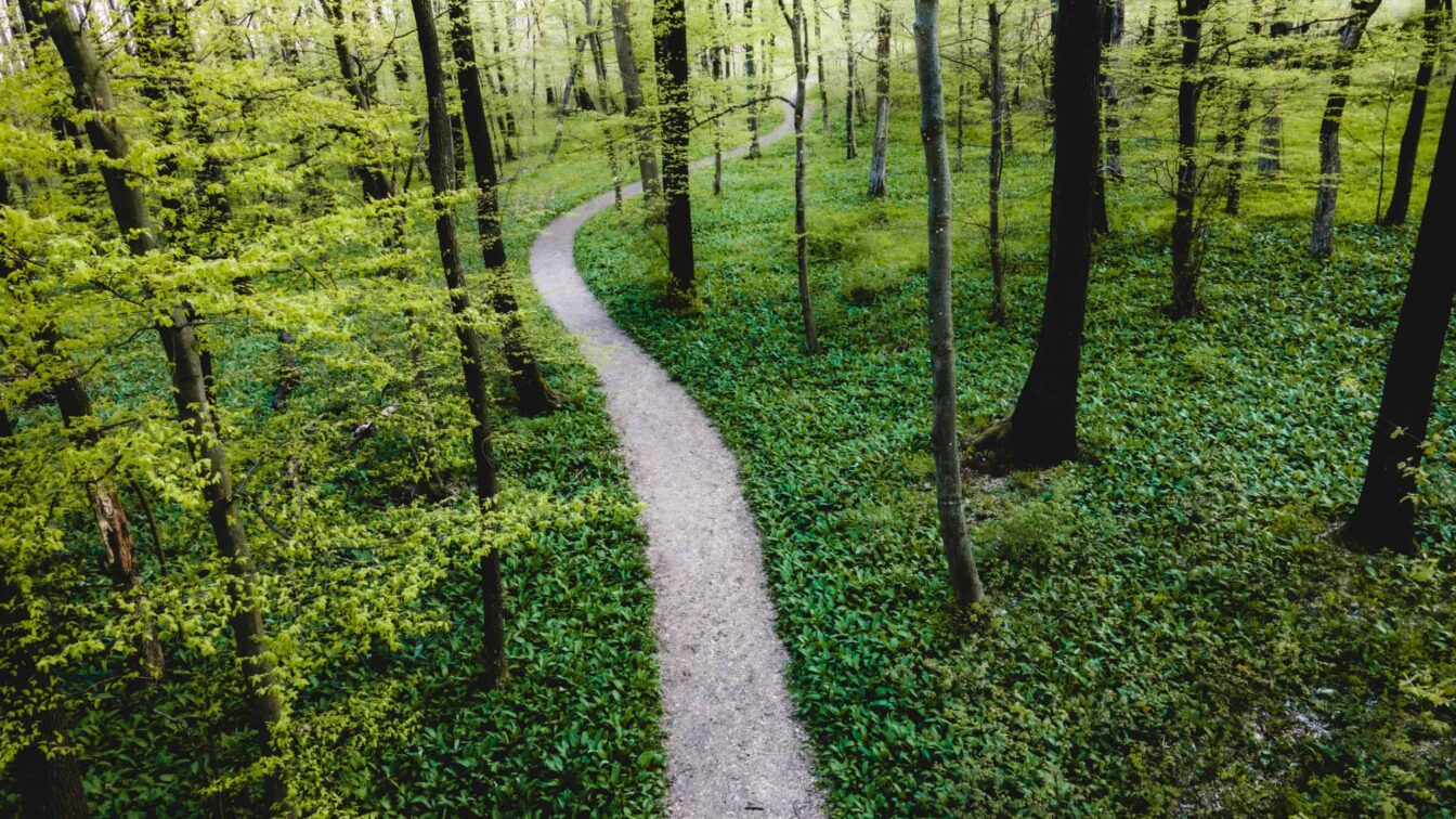 Bärlauch pflücken in Wien: Ein Wanderweg in der Natur