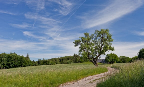 Wienerwald Wanderweg zum Schutzhaus Schöpfl