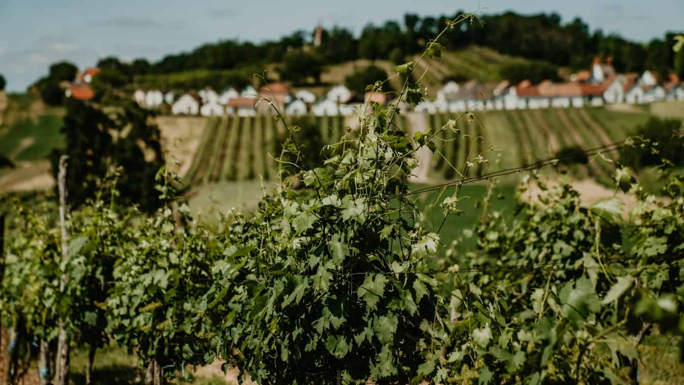 Niederösterreich Wein
