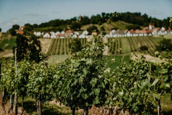 Niederösterreich Wein