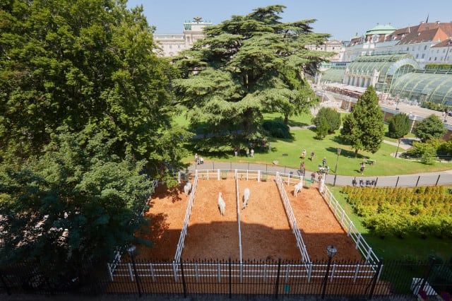 Lipizzaner im Burggarten (c) Starpix / Alexander Tuma
