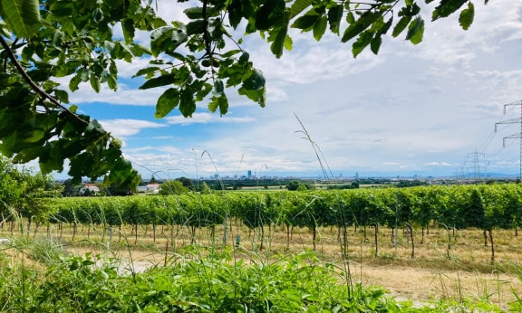 Stammersdorf Wien Aussicht