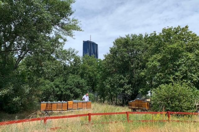 Bio-Imker Thomas Zelenka