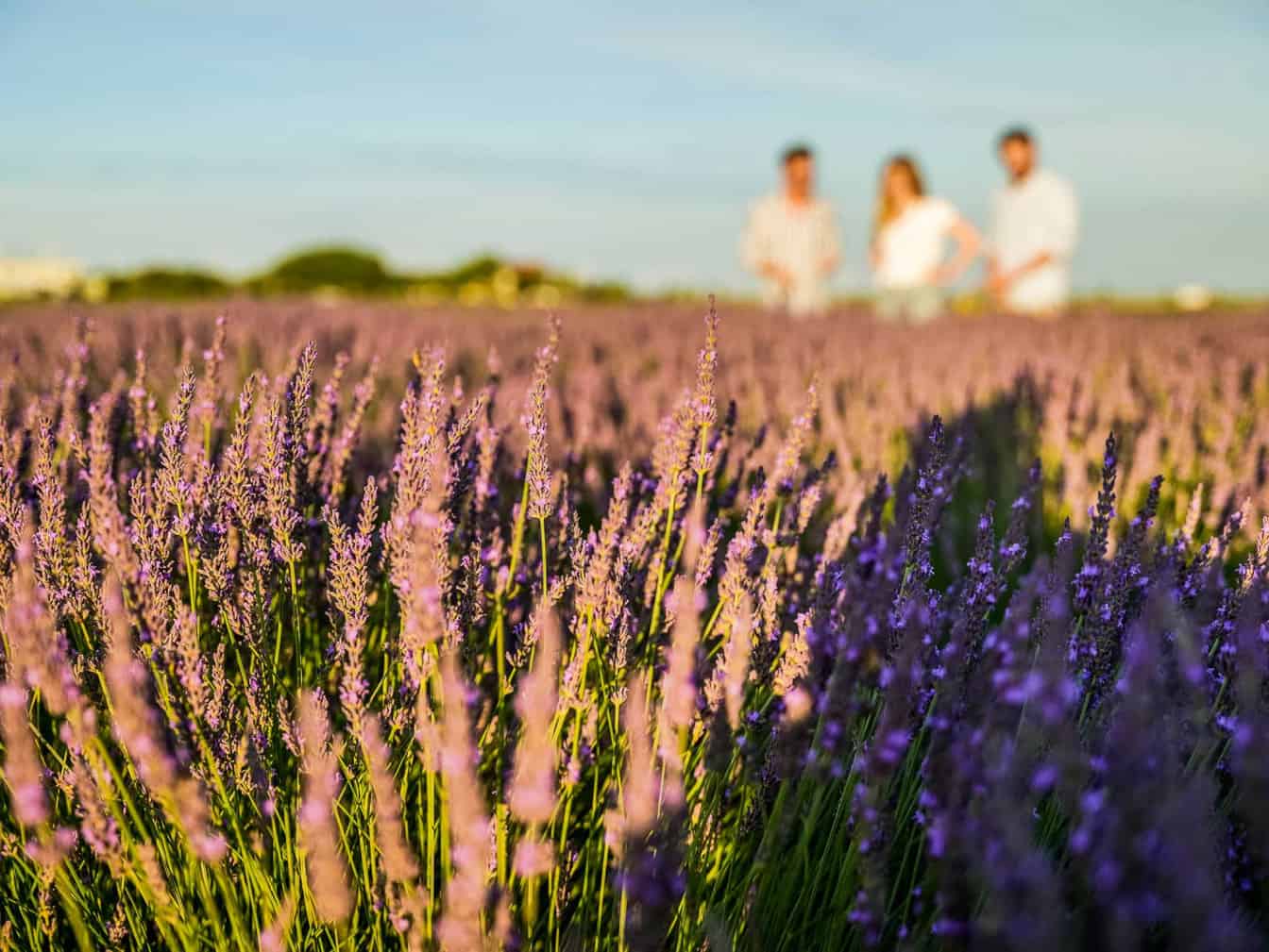 Auf den Lavendelfeldern bei der Duftmanufaktur Steppenduft, Sponsored