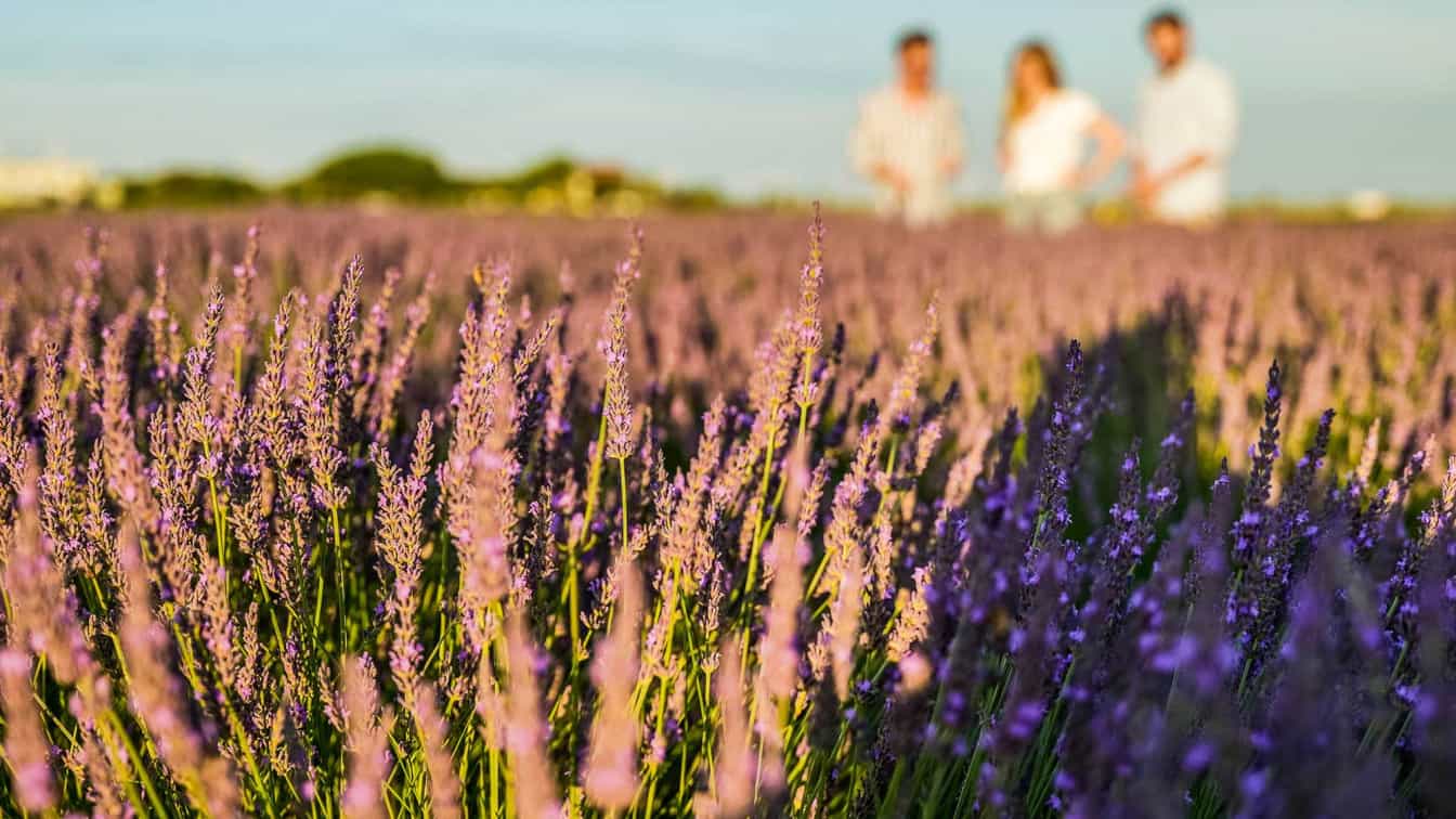 Auf den Lavendelfeldern bei der Duftmanufaktur Steppenduft, Sponsored