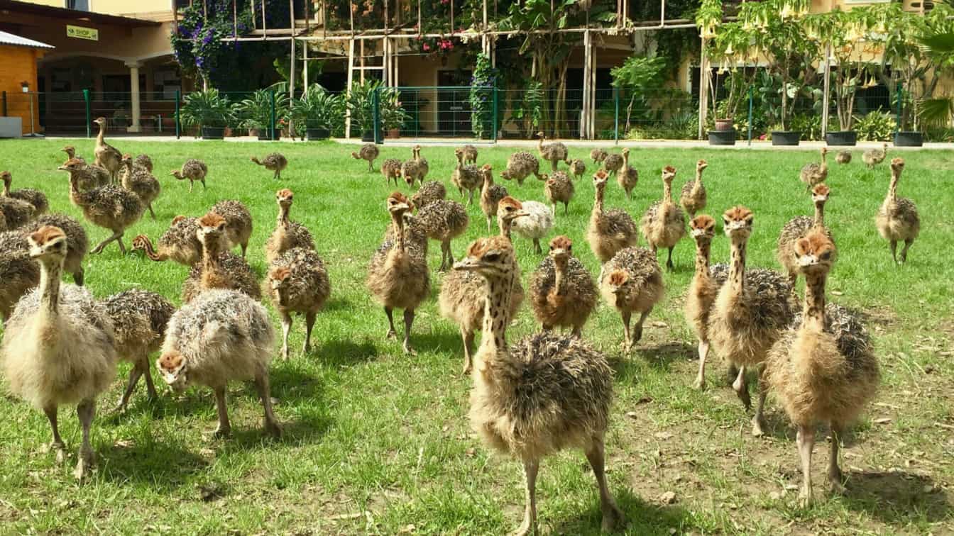 Straußenland Kamptal