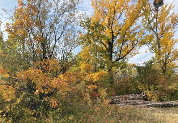 Die Lobau im Herbst. (c) Alissa Hacker | 1000things