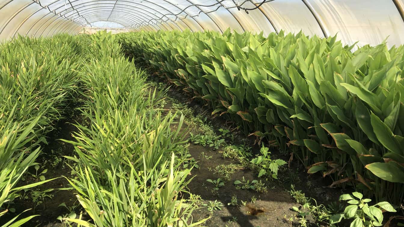 Bio Ingwer und Bio Kurkuma werden bei veganis im Burgenland im Folientunnel produziert.