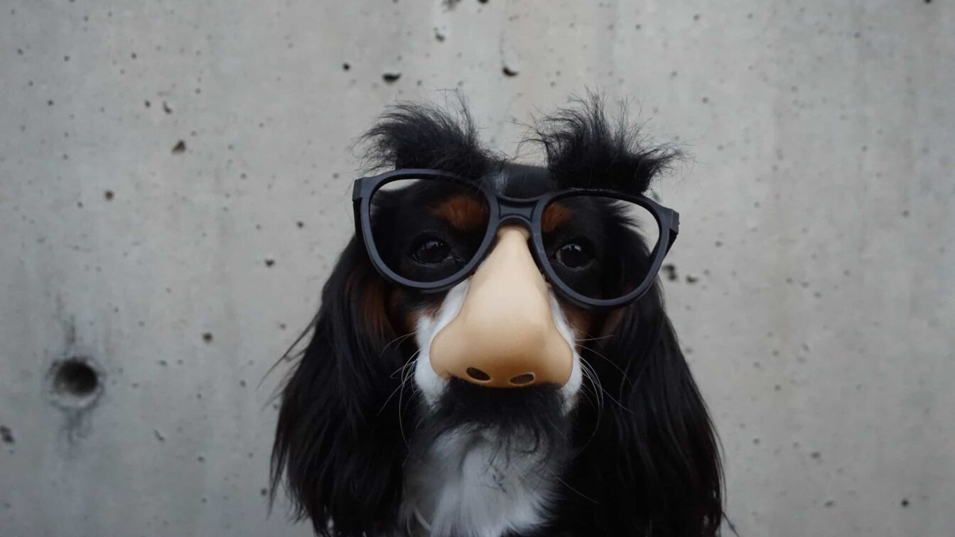 Fasching Hund