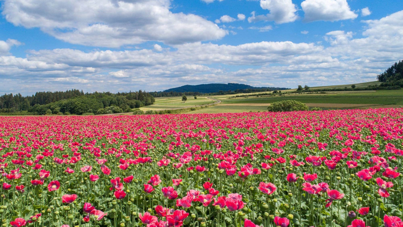 mohn Hier ist ein Mohnfeld zu sehen