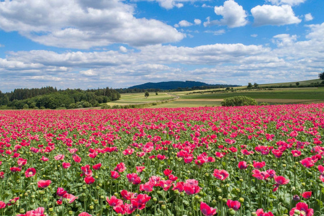 mohn Hier ist ein Mohnfeld zu sehen