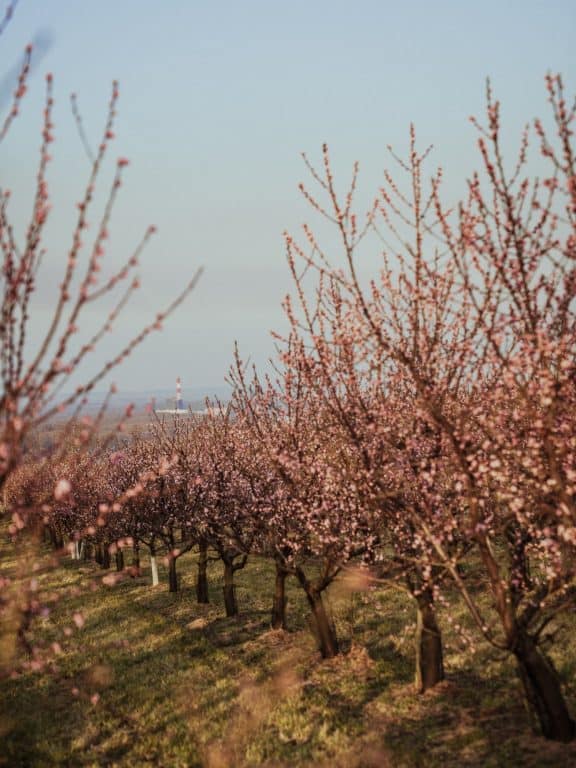 Marillenblüte in Angern in der Wachau (c) Katharina Tesch | 1000things