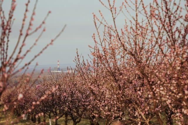 Marillenblüte in Angern in der Wachau (c) Katharina Tesch | 1000things