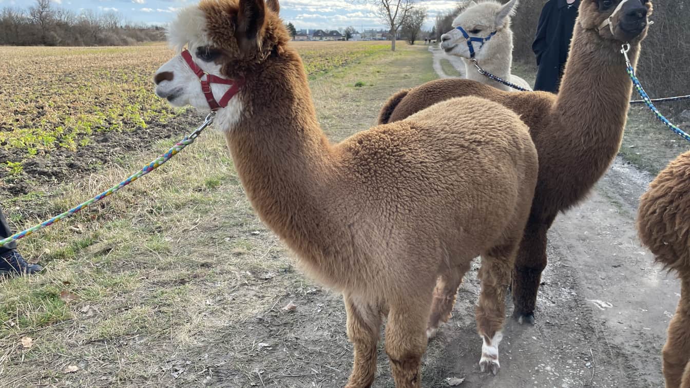 Alpakaspaziergang in Wien-Essling (c) Lisa Oberndorfer | 1000things