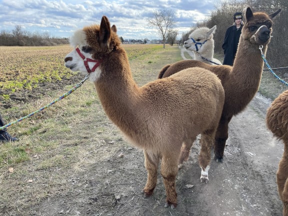 Alpakaspaziergang in Wien-Essling (c) Lisa Oberndorfer | 1000things