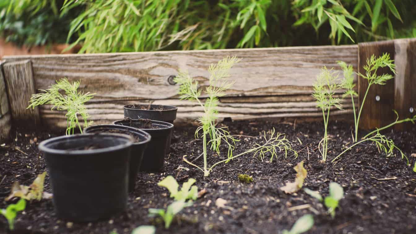 Hochbeet (c) Markus Spiske | Unsplash