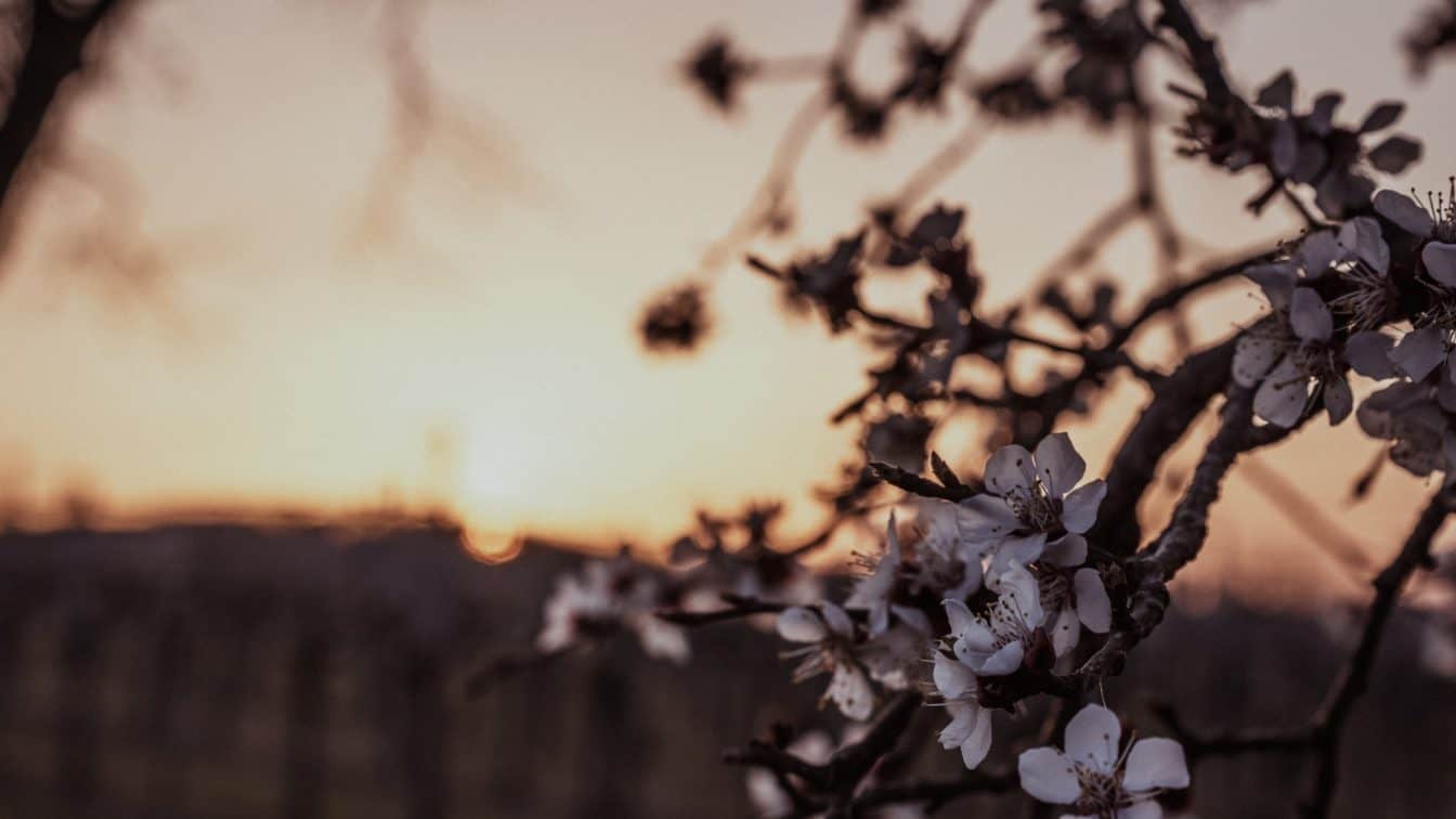 Marillenblüte in der Wachau