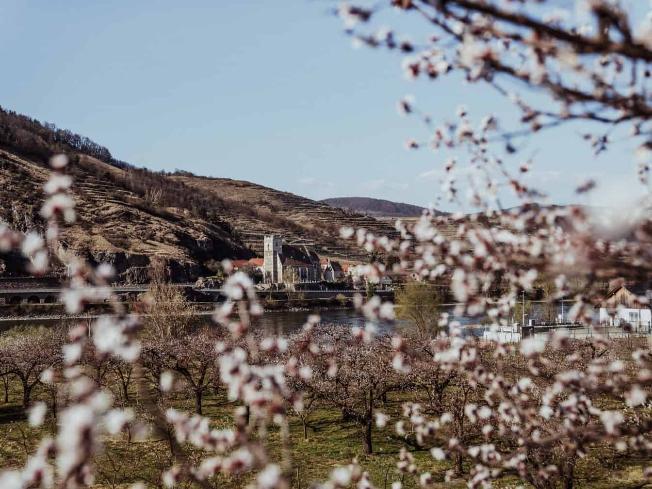 Die blühenden Marillenblüten und Marillenbäume in der Wachau bei Mitterarnsdorf