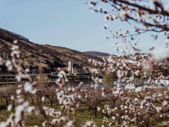 Die Marillenblüte in der Wachau bei Mitterarnsdorf (c) Katharina Tesch | 1000things