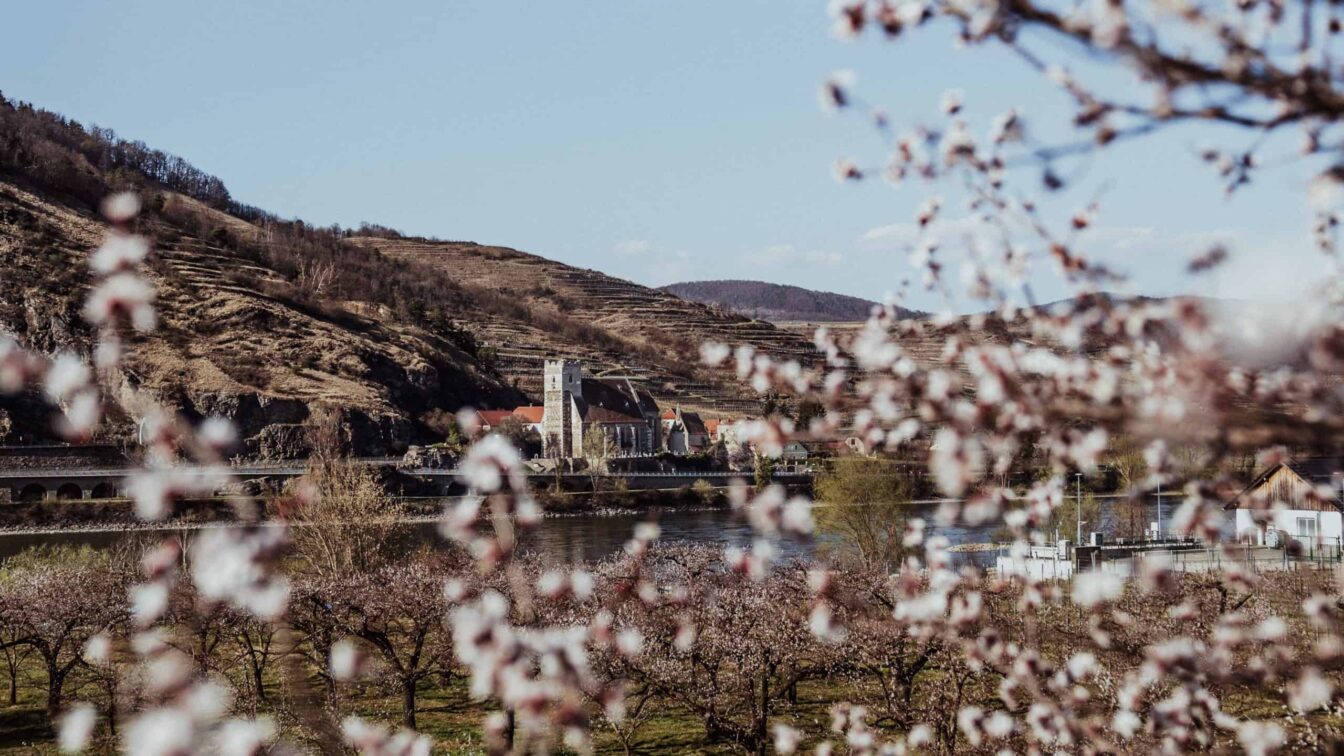 Die blühenden Marillenblüten und Marillenbäume in der Wachau bei Mitterarnsdorf