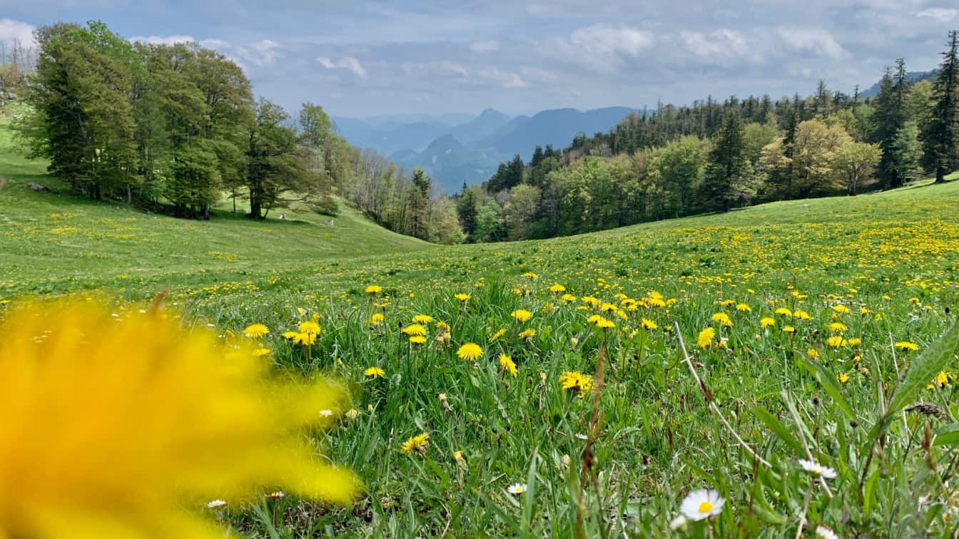 Blumenwiese in Oberösterreich (c) Julia Maiss | 1000things