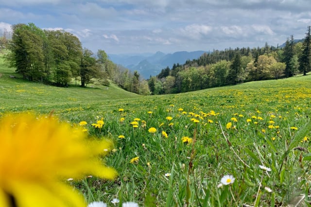 Blumenwiese in Oberösterreich (c) Julia Maiss | 1000things