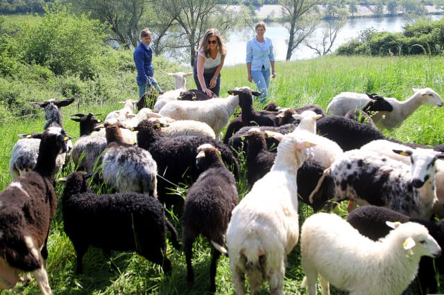 Schafe auf der Donauinsel